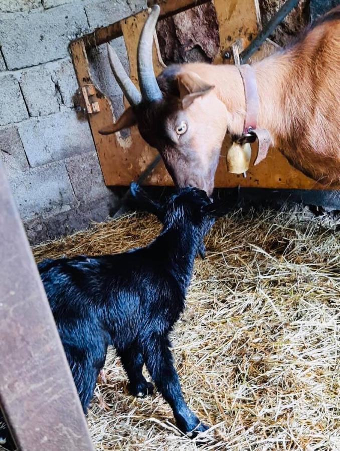 Agriturismo Funtan'Arva Loculi Kültér fotó
