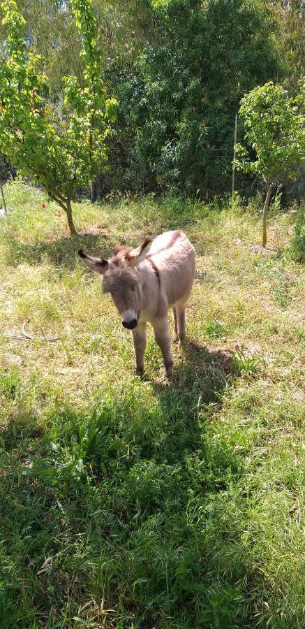 Agriturismo Funtan'Arva Loculi Kültér fotó